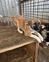 MALAIKA, Hund, Mischlingshund in Rumänien - Bild 2