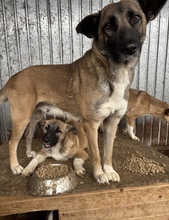 MALAIKA, Hund, Mischlingshund in Rumänien - Bild 3