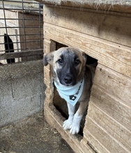 MALAIKA, Hund, Mischlingshund in Rumänien - Bild 4