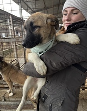 MALAIKA, Hund, Mischlingshund in Rumänien - Bild 5