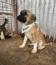 MALAIKA, Hund, Mischlingshund in Rumänien - Bild 6