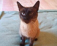 MAYARA, Katze, Siam-Mix in Spanien - Bild 1
