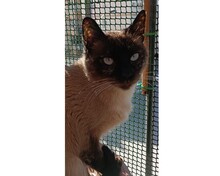 MAYARA, Katze, Siam-Mix in Spanien - Bild 2