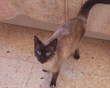 MAYARA, Katze, Siam-Mix in Spanien - Bild 3