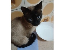 MAYARA, Katze, Siam-Mix in Spanien - Bild 4