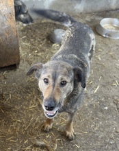 ALVA, Hund, Mischlingshund in Rumänien - Bild 1