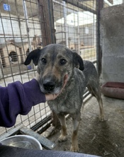 ALVA, Hund, Mischlingshund in Rumänien - Bild 10