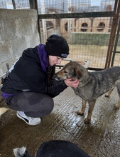 ALVA, Hund, Mischlingshund in Rumänien - Bild 2