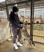 ALVA, Hund, Mischlingshund in Rumänien - Bild 3