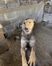 ALVA, Hund, Mischlingshund in Rumänien - Bild 4