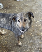 ALVA, Hund, Mischlingshund in Rumänien - Bild 5