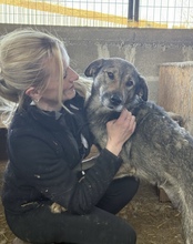 ALVA, Hund, Mischlingshund in Rumänien - Bild 7