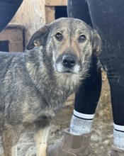 ALVA, Hund, Mischlingshund in Rumänien - Bild 8