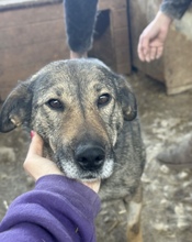 ALVA, Hund, Mischlingshund in Rumänien - Bild 9