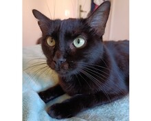 AGATHA, Katze, Europäisch Kurzhaar in Spanien - Bild 1