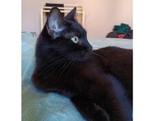 AGATHA, Katze, Europäisch Kurzhaar in Spanien - Bild 2