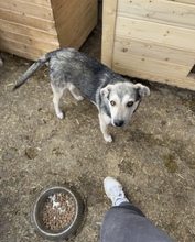 BAILEY, Hund, Mischlingshund in Rumänien - Bild 11