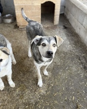 BAILEY, Hund, Mischlingshund in Rumänien - Bild 12