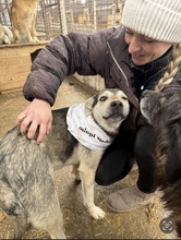 BAILEY, Hund, Mischlingshund in Rumänien - Bild 9