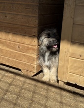 MALOU, Hund, Mischlingshund in Rumänien - Bild 1