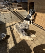 MALOU, Hund, Mischlingshund in Rumänien - Bild 2
