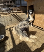 MALOU, Hund, Mischlingshund in Rumänien - Bild 3