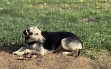 LAOSZ, Hund, Mischlingshund in Ungarn