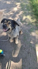 ZORDON, Hund, Mischlingshund in Ungarn - Bild 1