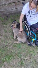ZORDON, Hund, Mischlingshund in Ungarn - Bild 10