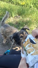 ZORDON, Hund, Mischlingshund in Ungarn - Bild 11