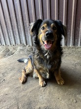ZORDON, Hund, Mischlingshund in Ungarn - Bild 12