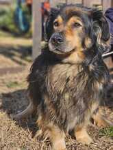 ZORDON, Hund, Mischlingshund in Ungarn - Bild 13