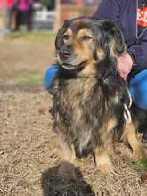 ZORDON, Hund, Mischlingshund in Ungarn - Bild 15