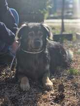 ZORDON, Hund, Mischlingshund in Ungarn - Bild 18