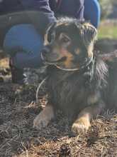 ZORDON, Hund, Mischlingshund in Ungarn - Bild 19