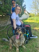 ZORDON, Hund, Mischlingshund in Ungarn - Bild 2