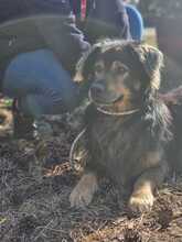 ZORDON, Hund, Mischlingshund in Ungarn - Bild 20