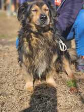 ZORDON, Hund, Mischlingshund in Ungarn - Bild 21