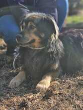 ZORDON, Hund, Mischlingshund in Ungarn - Bild 22