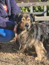 ZORDON, Hund, Mischlingshund in Ungarn - Bild 23