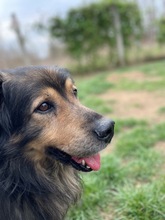 ZORDON, Hund, Mischlingshund in Ungarn - Bild 27
