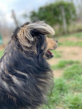 ZORDON, Hund, Mischlingshund in Ungarn - Bild 28