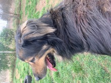 ZORDON, Hund, Mischlingshund in Ungarn - Bild 29