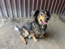 ZORDON, Hund, Mischlingshund in Ungarn - Bild 3