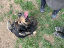 ZORDON, Hund, Mischlingshund in Ungarn - Bild 30