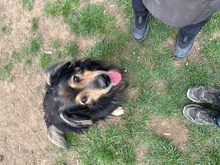 ZORDON, Hund, Mischlingshund in Ungarn - Bild 31