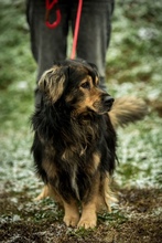ZORDON, Hund, Mischlingshund in Ungarn - Bild 32