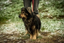 ZORDON, Hund, Mischlingshund in Ungarn - Bild 33
