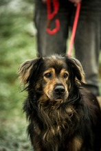 ZORDON, Hund, Mischlingshund in Ungarn - Bild 34