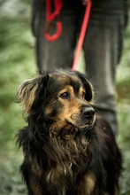 ZORDON, Hund, Mischlingshund in Ungarn - Bild 35